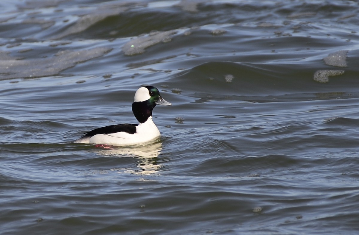 Bufflehead - ML609704237