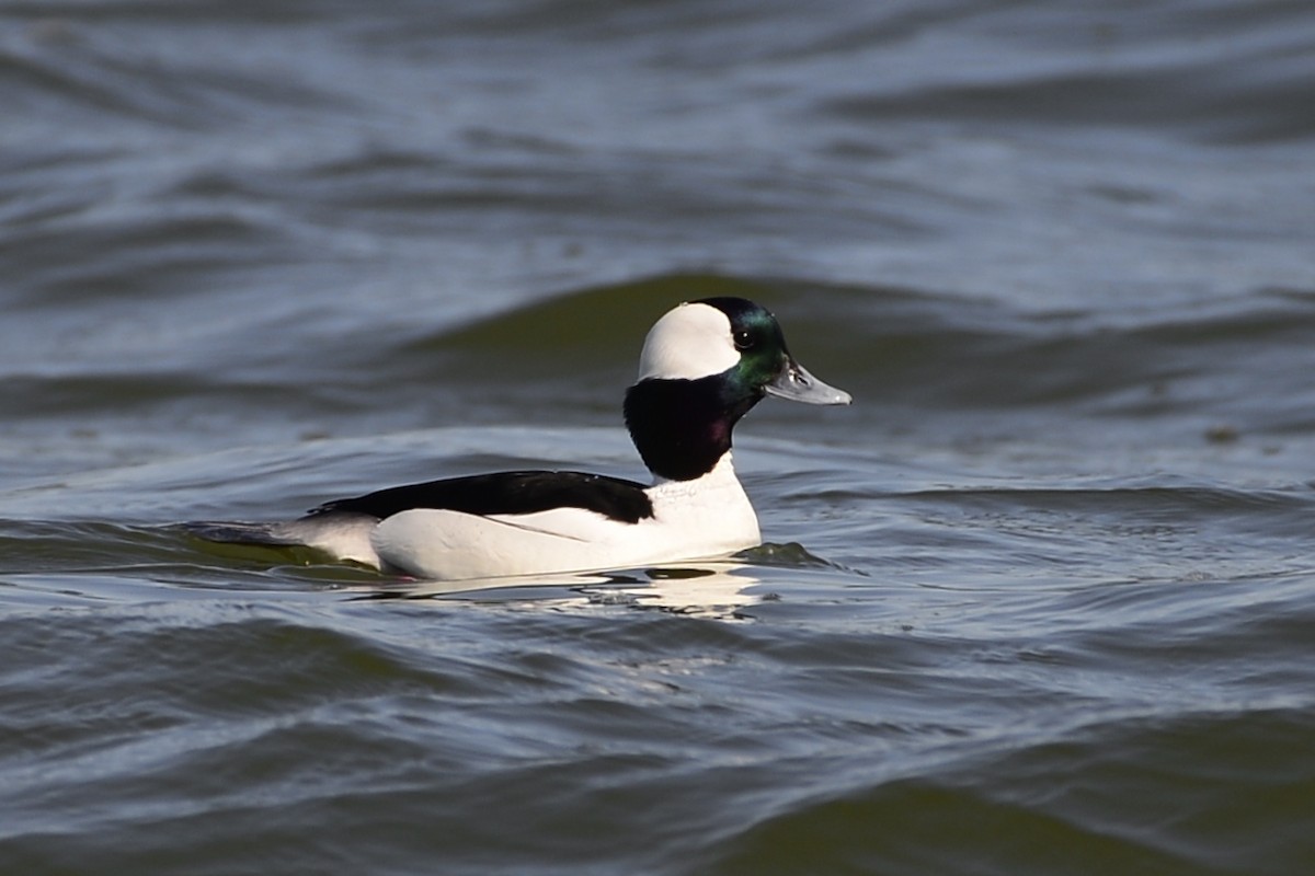 Bufflehead - ML609704238