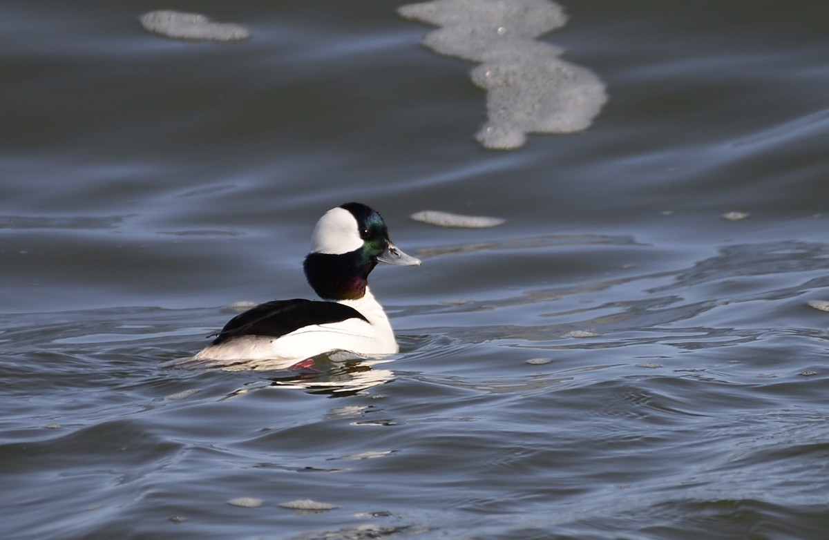 Bufflehead - ML609704239