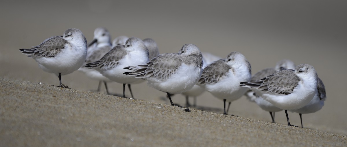 Sanderling - ML609704258