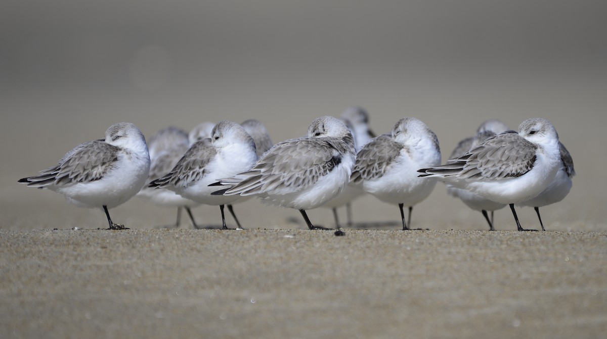 Sanderling - ML609704259