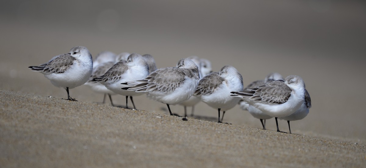 Sanderling - ML609704260