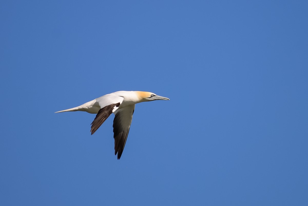 Northern Gannet - ML609704268