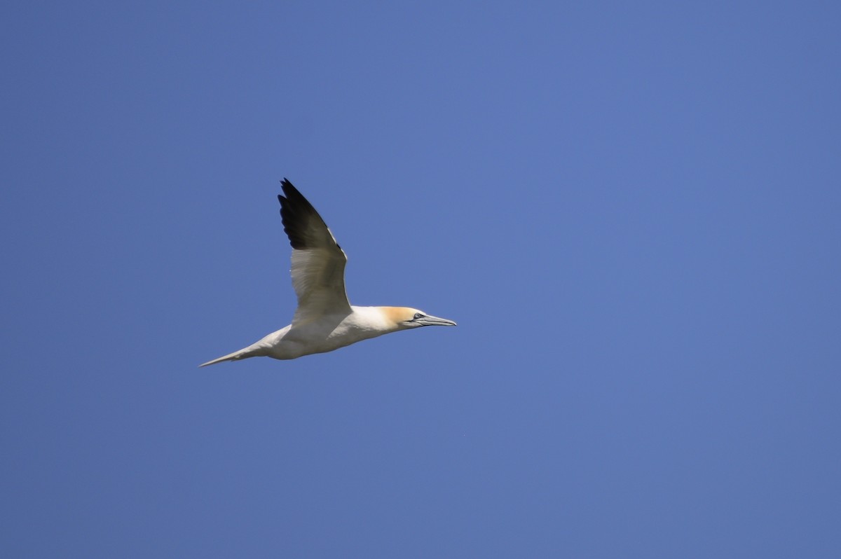 Northern Gannet - Paul Block