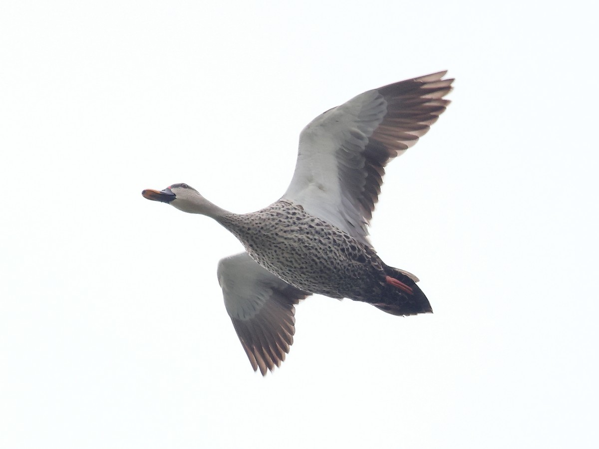 Indian Spot-billed Duck - ML609704313