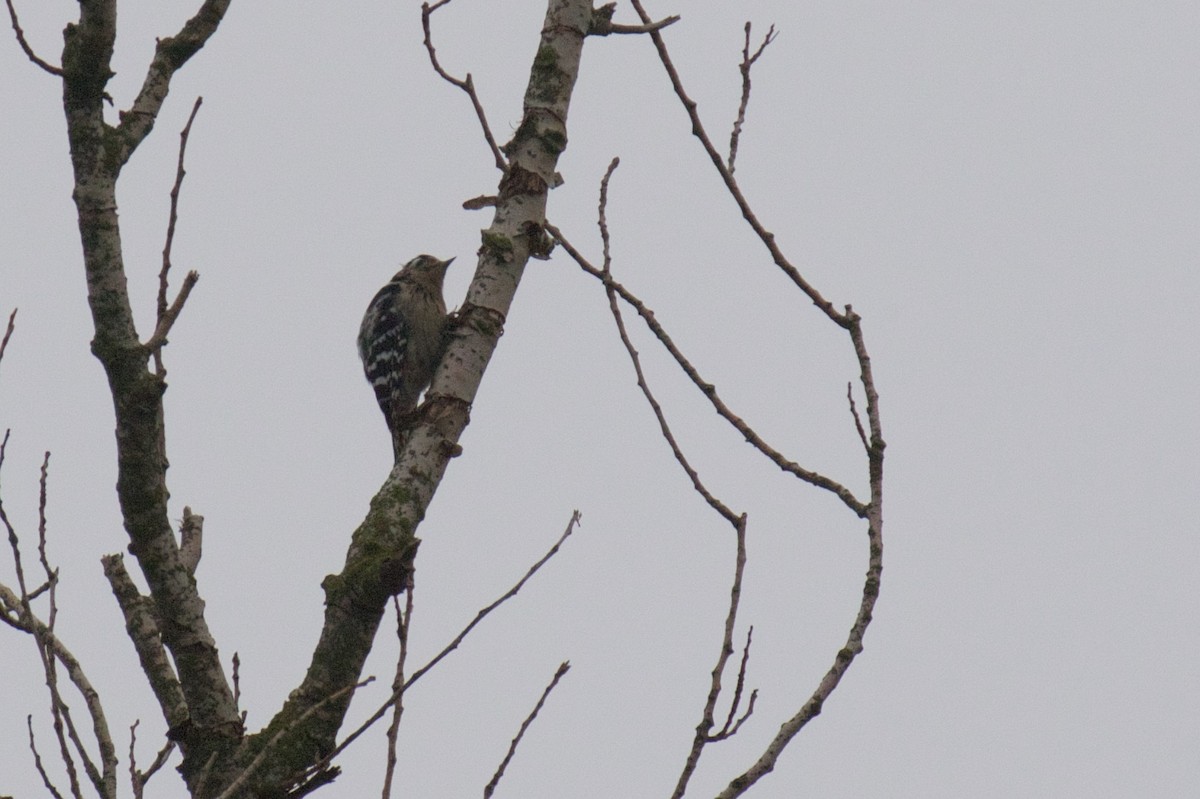 Lesser Spotted Woodpecker - ML609704486