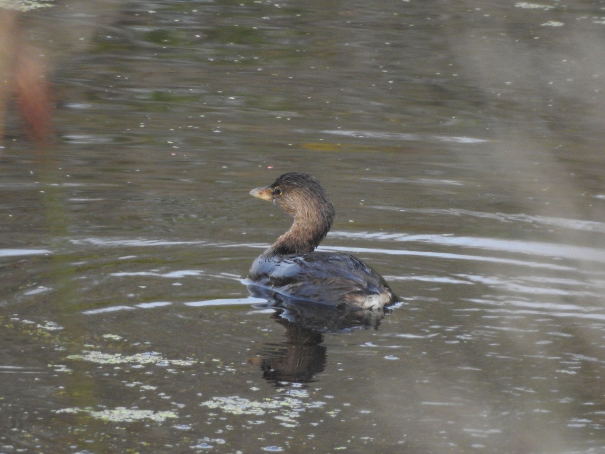 Pied-billed Grebe - ML609704552