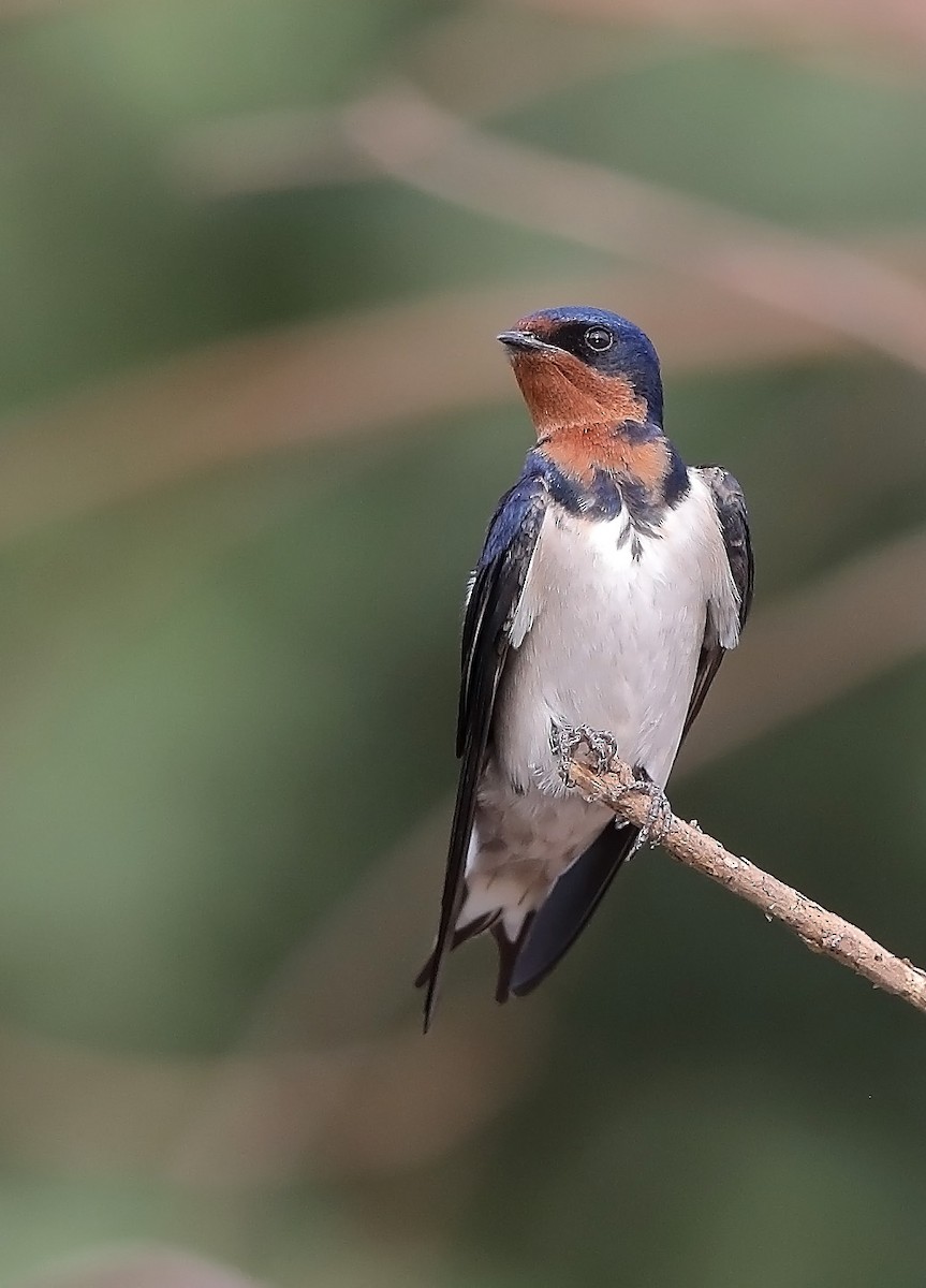 Red-chested Swallow - ML609704558