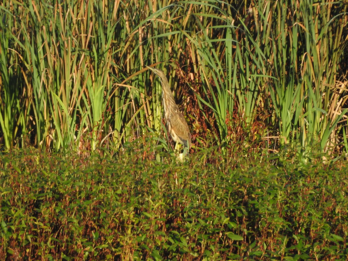 American Bittern - ML609704573