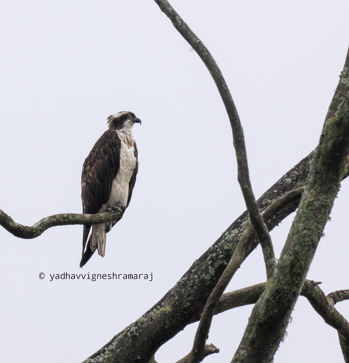 Osprey - ML609704673