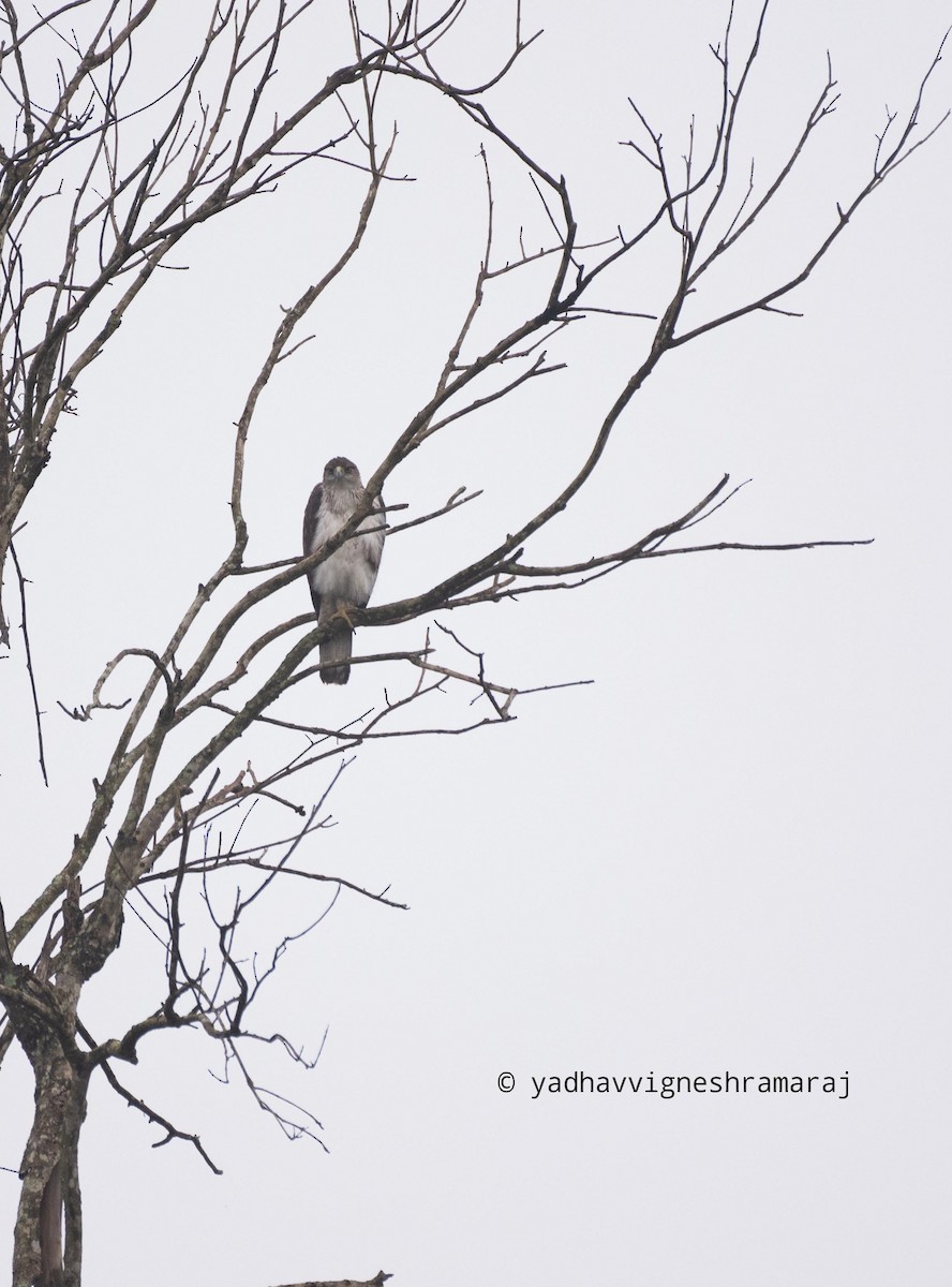 Bonelli's Eagle - ML609704678