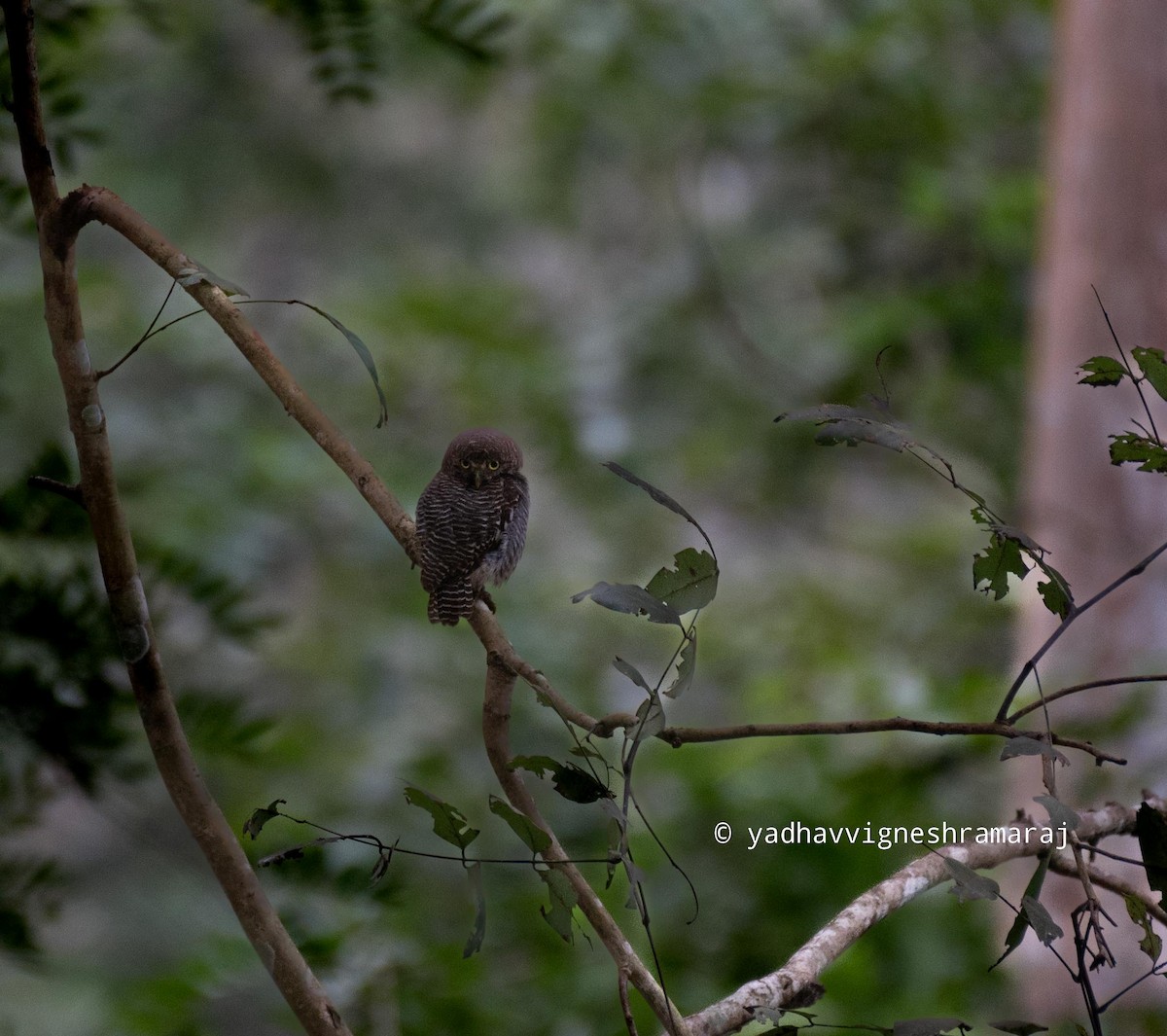 Jungle Owlet - ML609704691