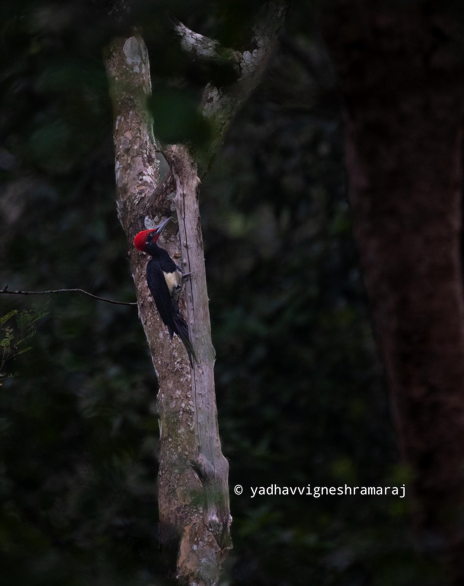 White-bellied Woodpecker - ML609704698