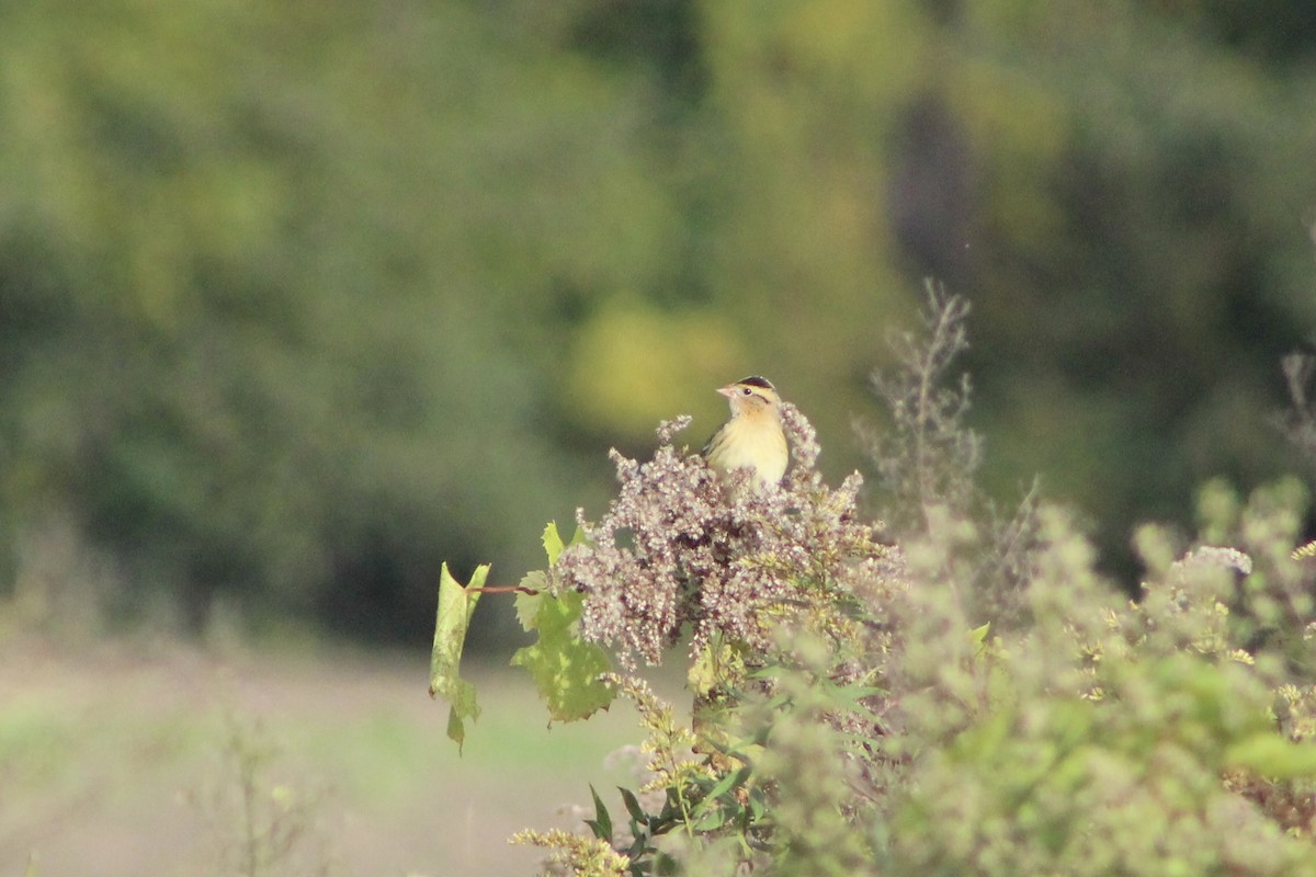 bobolink americký - ML609704718