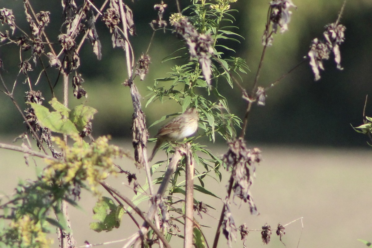 Lincoln's Sparrow - ML609704728