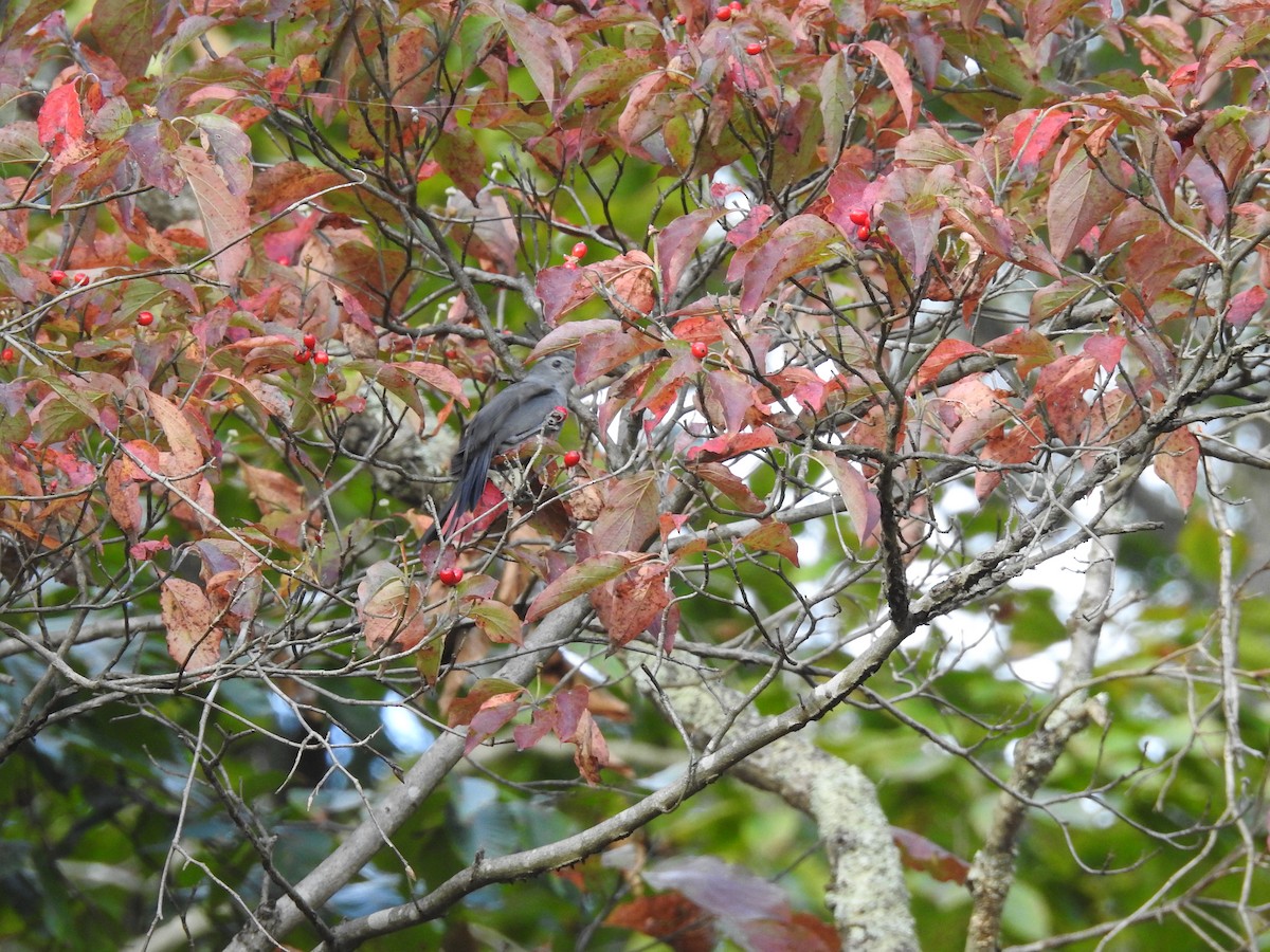 Gray Catbird - ML609704781