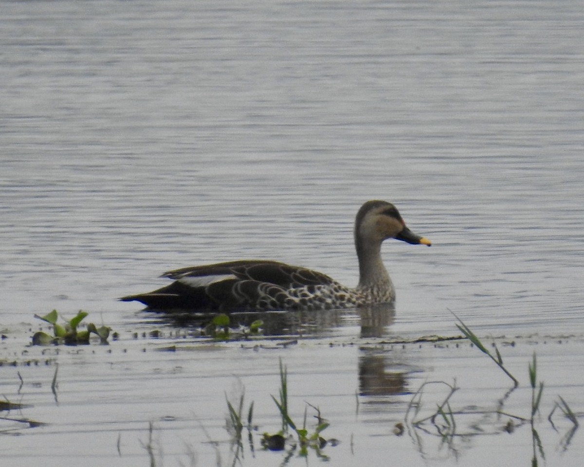 Indian Spot-billed Duck - Ruma Sinha