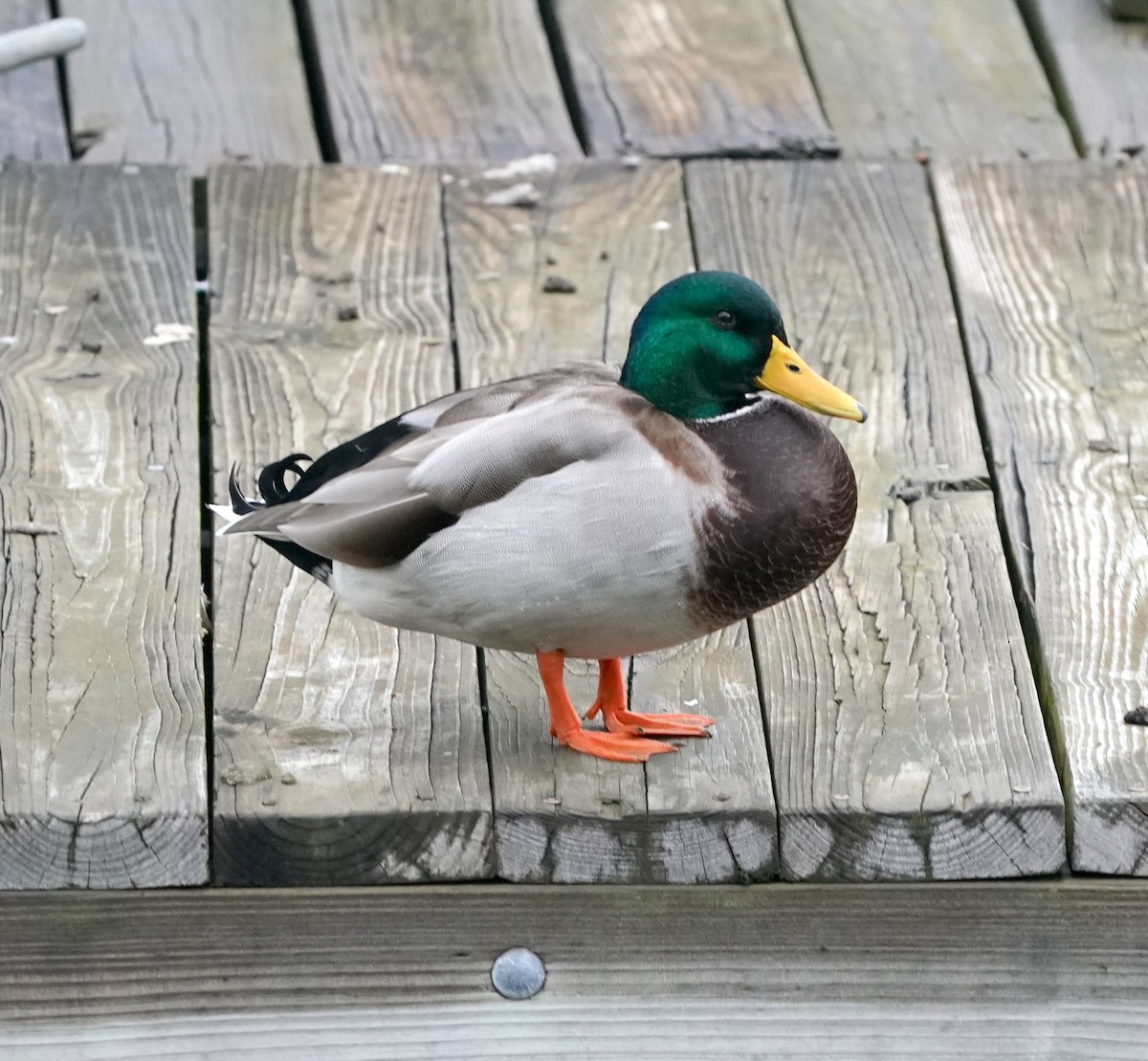 Canard colvert - ML609704835