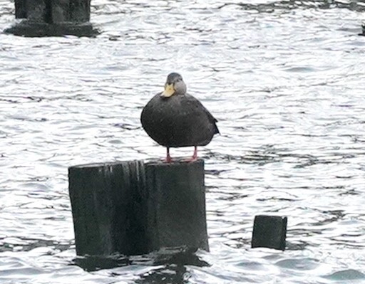 American Black Duck - Ryan Serio