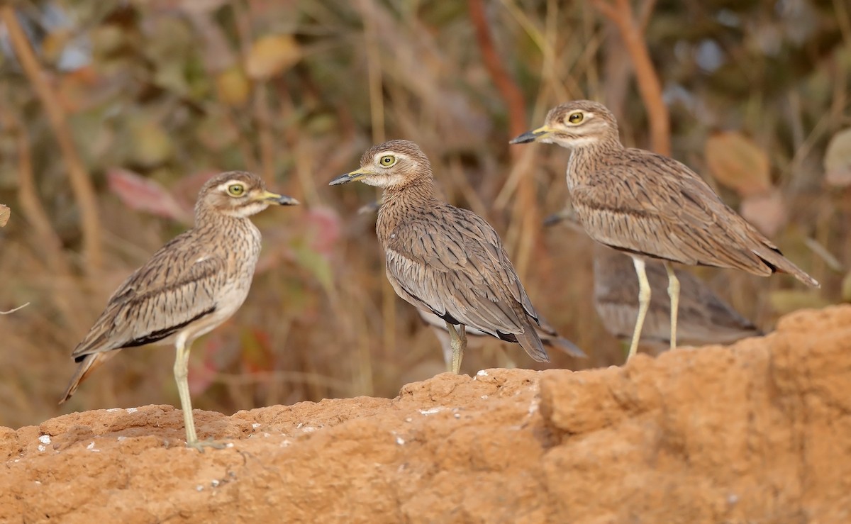 Senegal Thick-knee - ML609704898