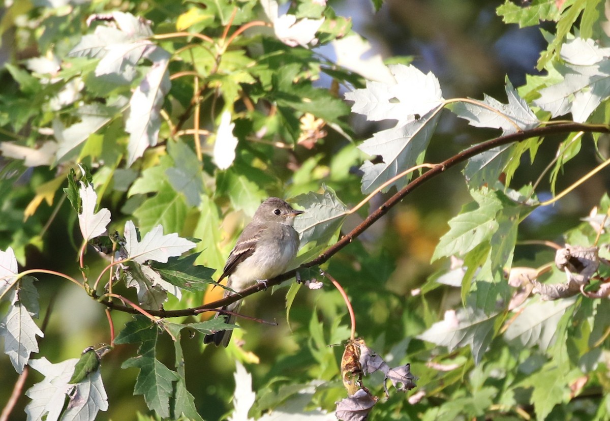 Least Flycatcher - ML609704971