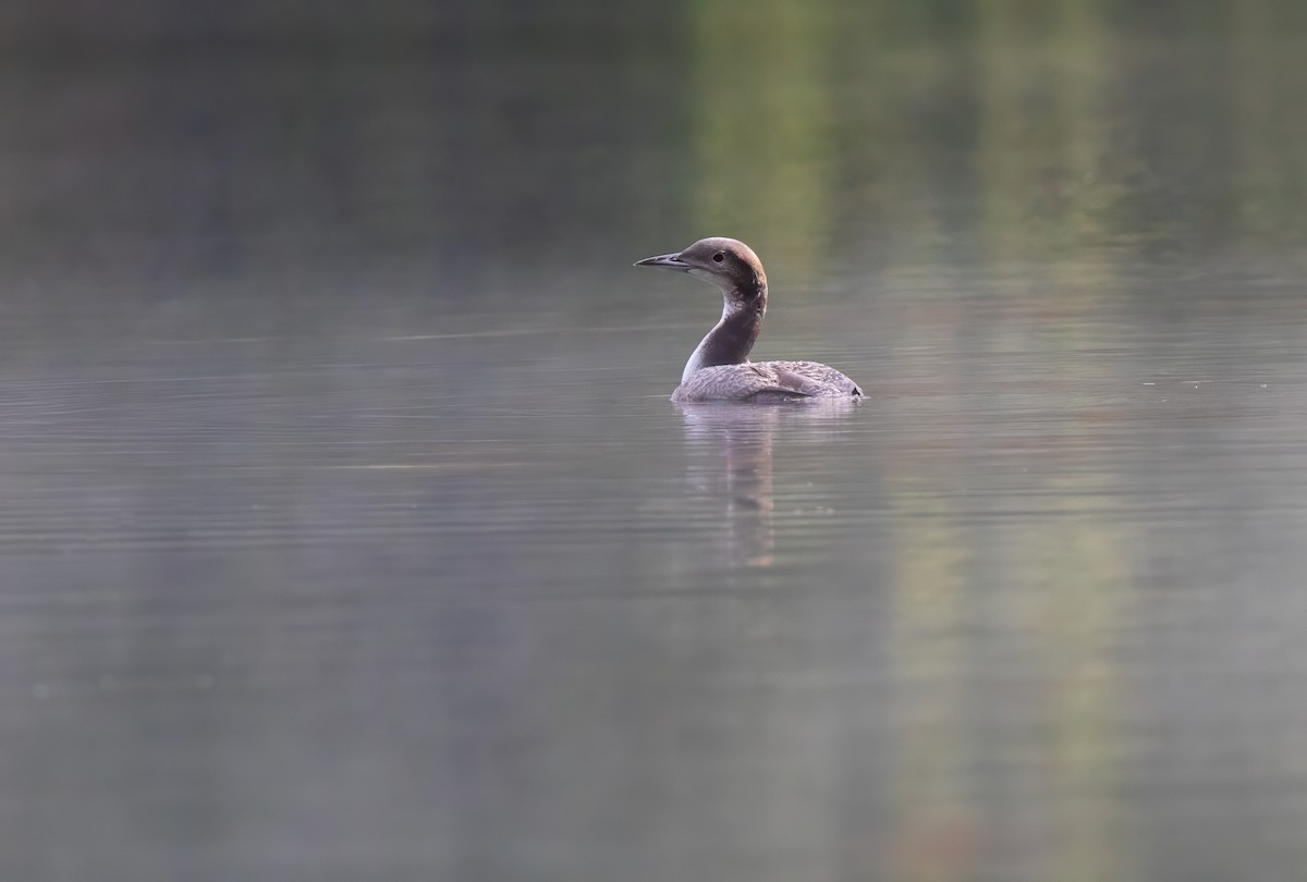 Common Loon - ML609705026