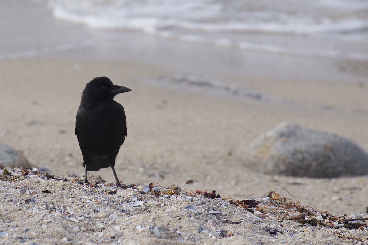 American Crow - ML609705105