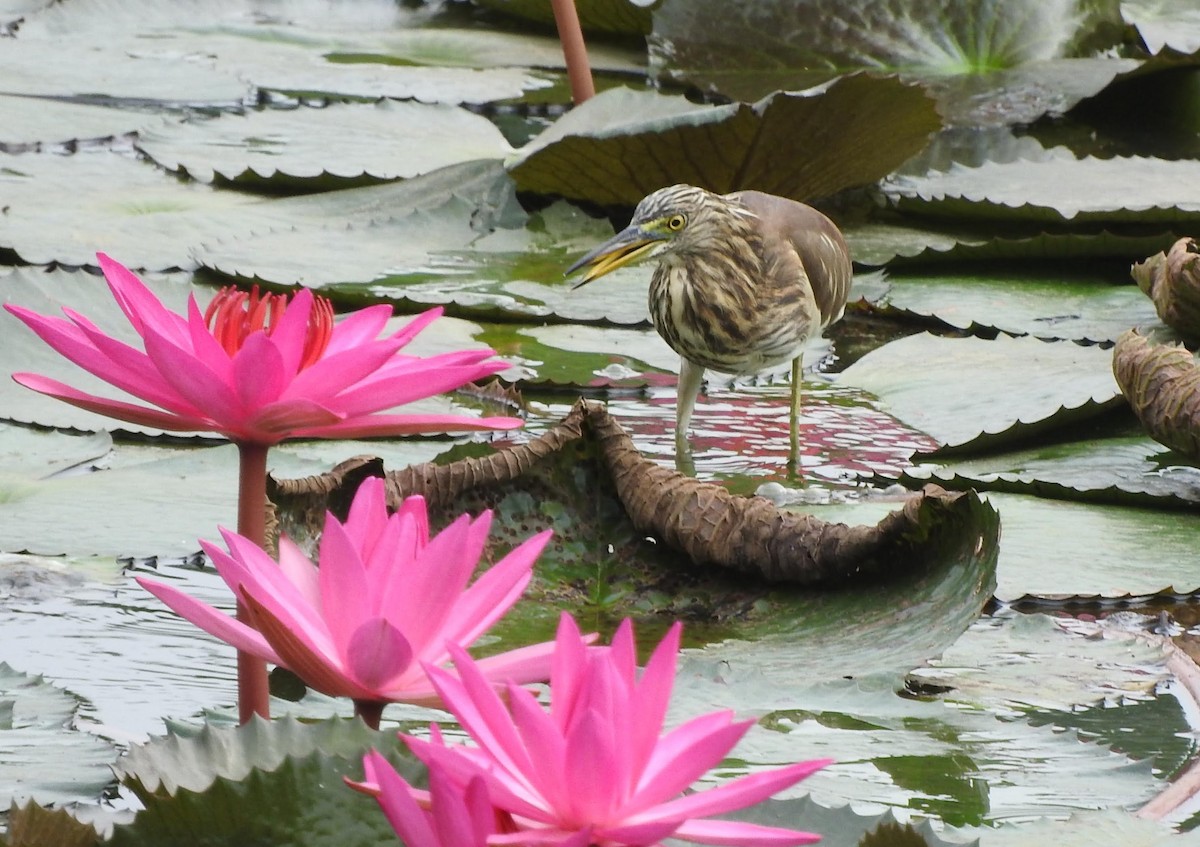 Indian Pond-Heron - padma ramaswamy