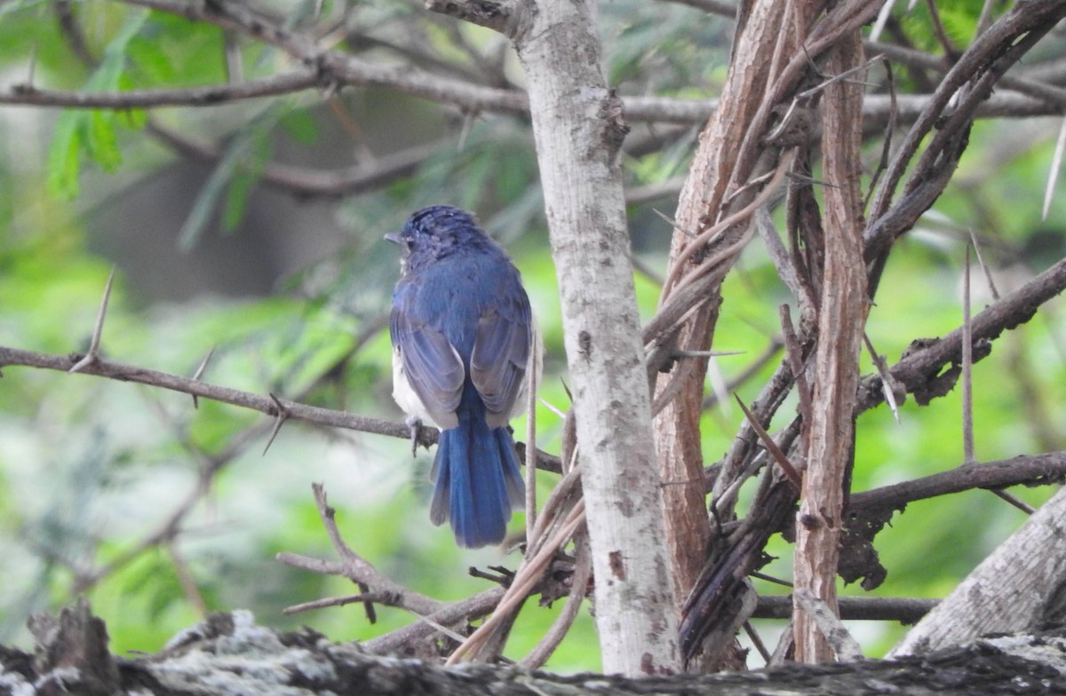 Tickell's Blue Flycatcher - padma ramaswamy