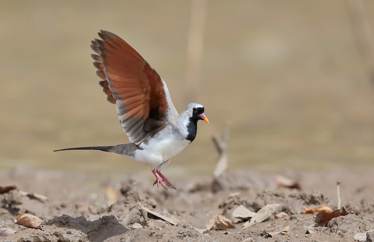 Namaqua Dove - sheau torng lim