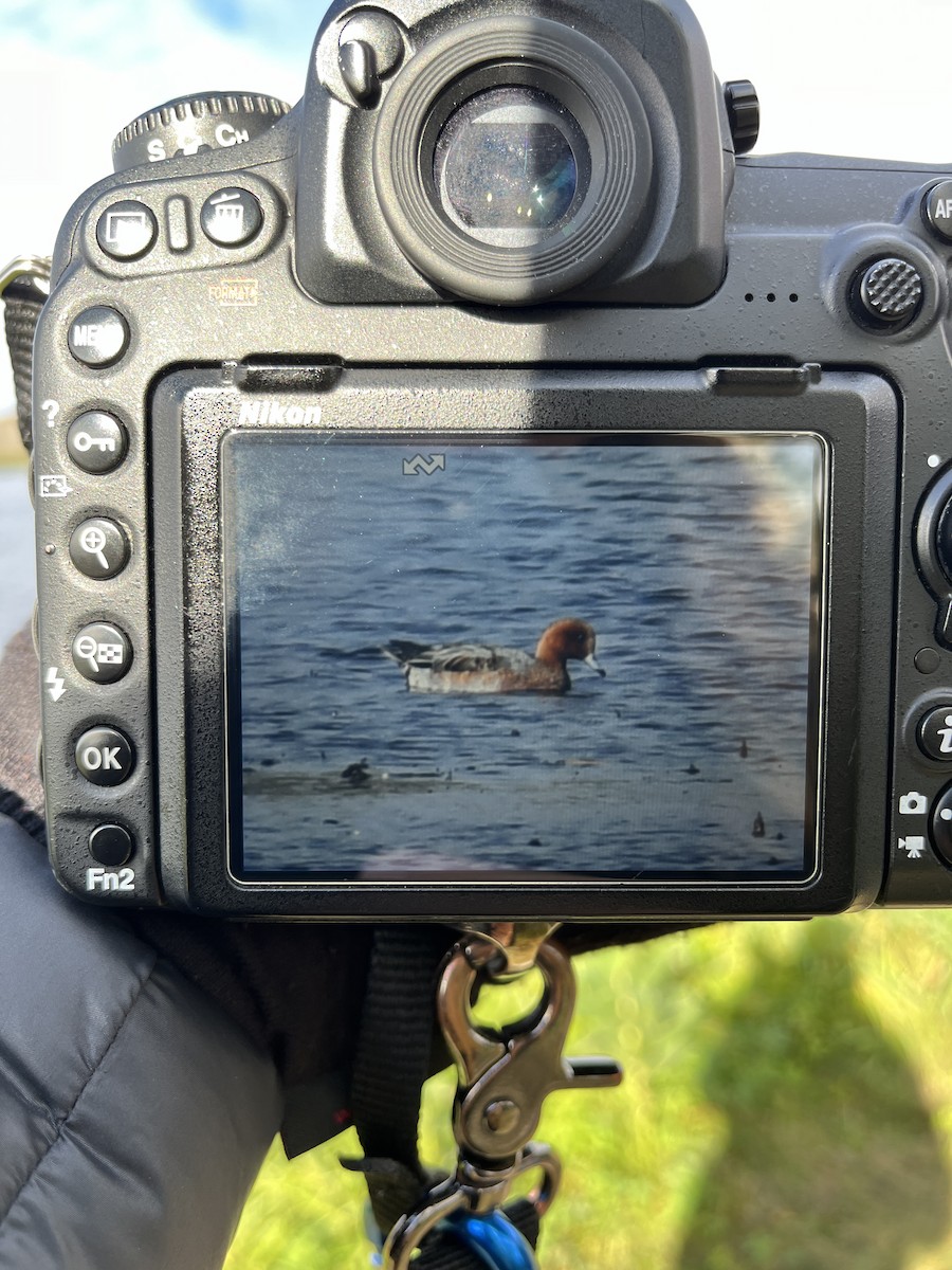 Fischione - ML609705337