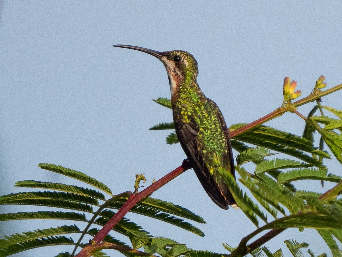 Green-breasted Mango - ML609705351