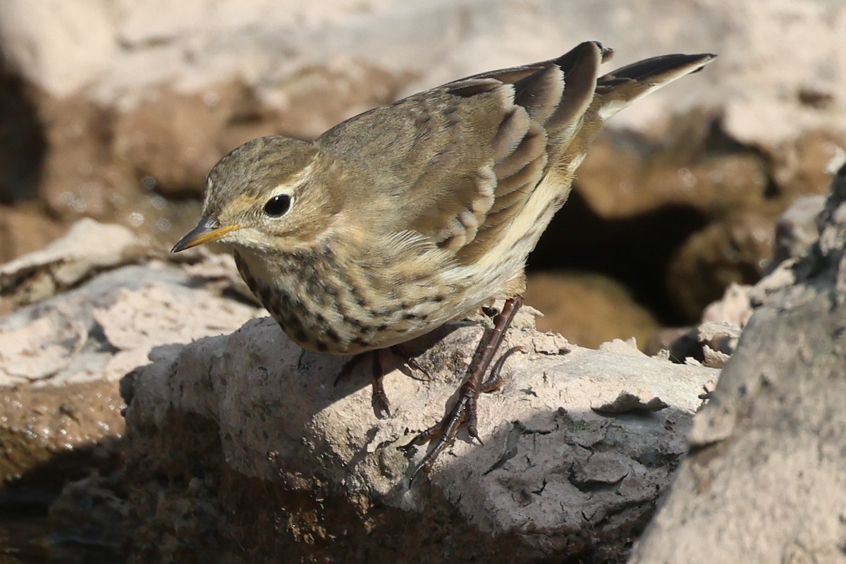 American Pipit - ML609705359