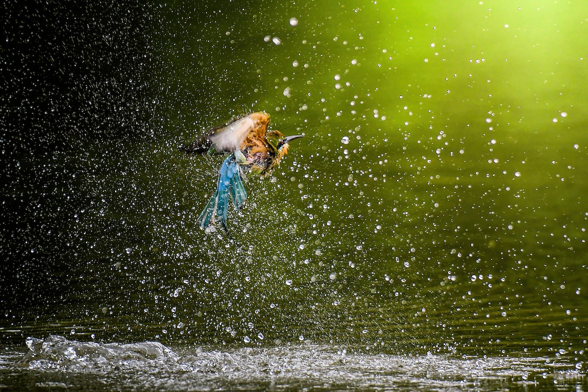 Blue-tailed Bee-eater - Thitiphon Wongkalasin