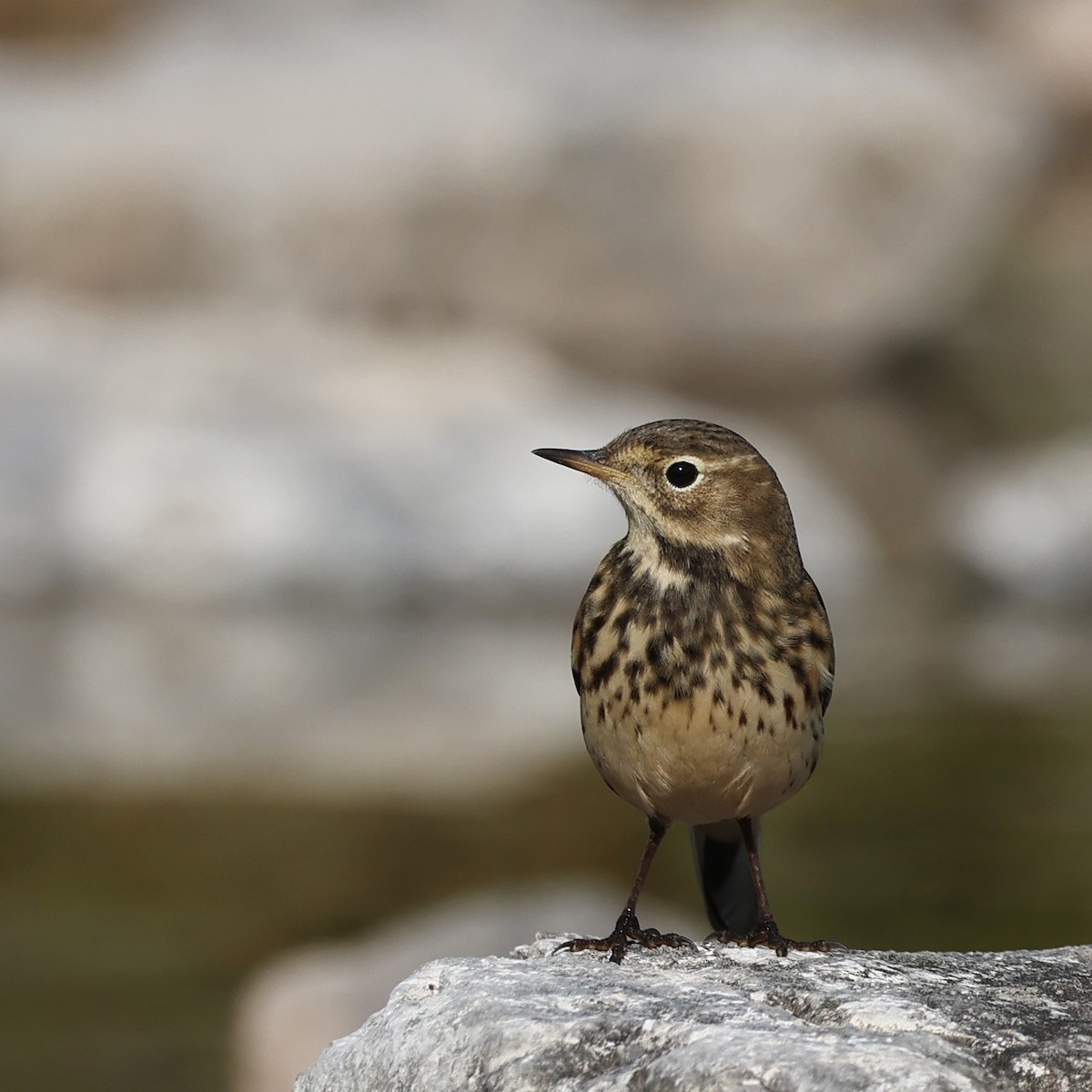 American Pipit - ML609705381