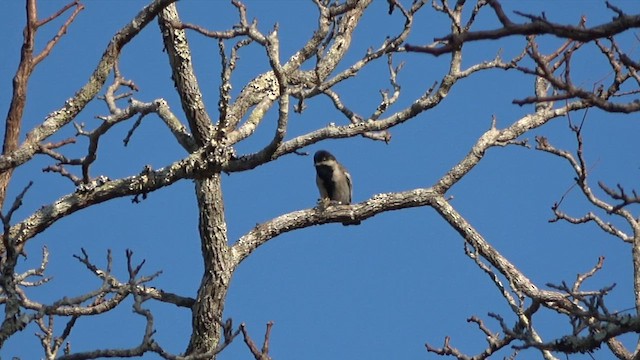 Mésange à ventre gris - ML609705401