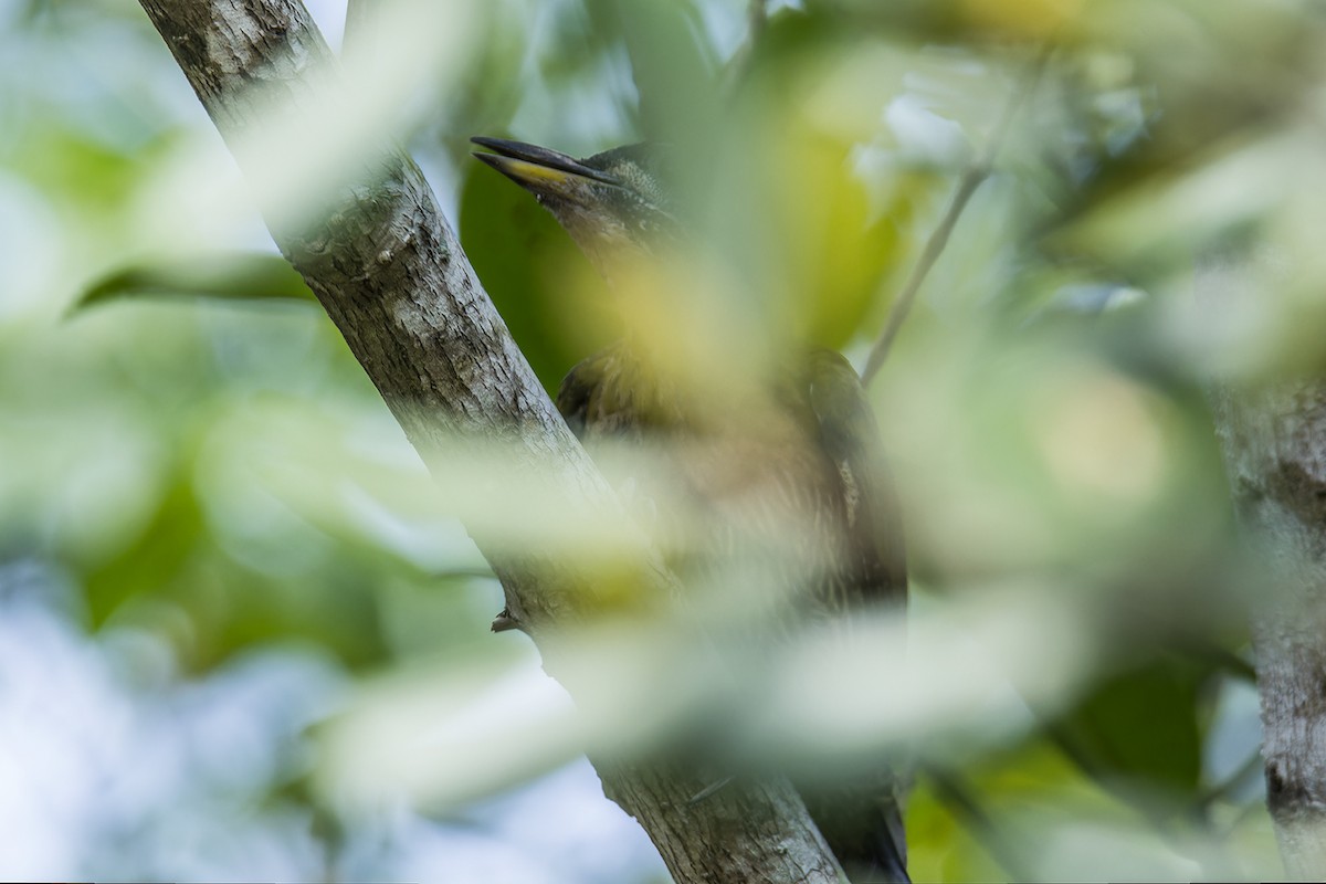 Laced Woodpecker - Wich’yanan Limparungpatthanakij