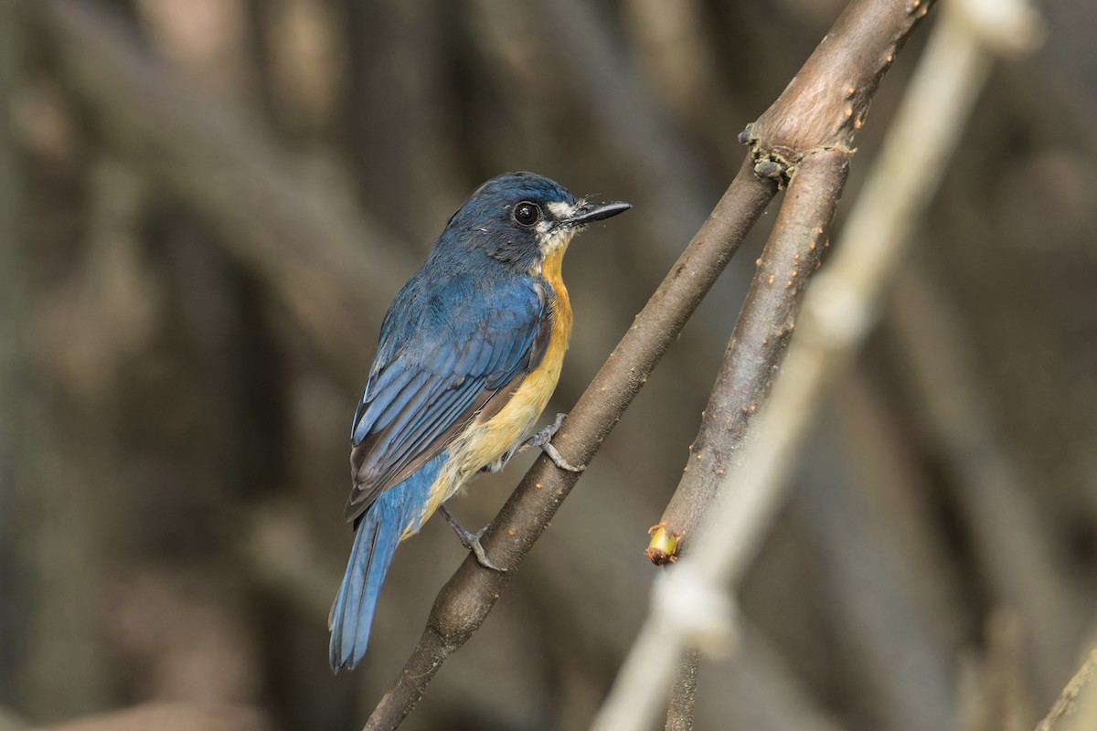 Mangrove Blue Flycatcher (Mangrove) - Wich’yanan Limparungpatthanakij