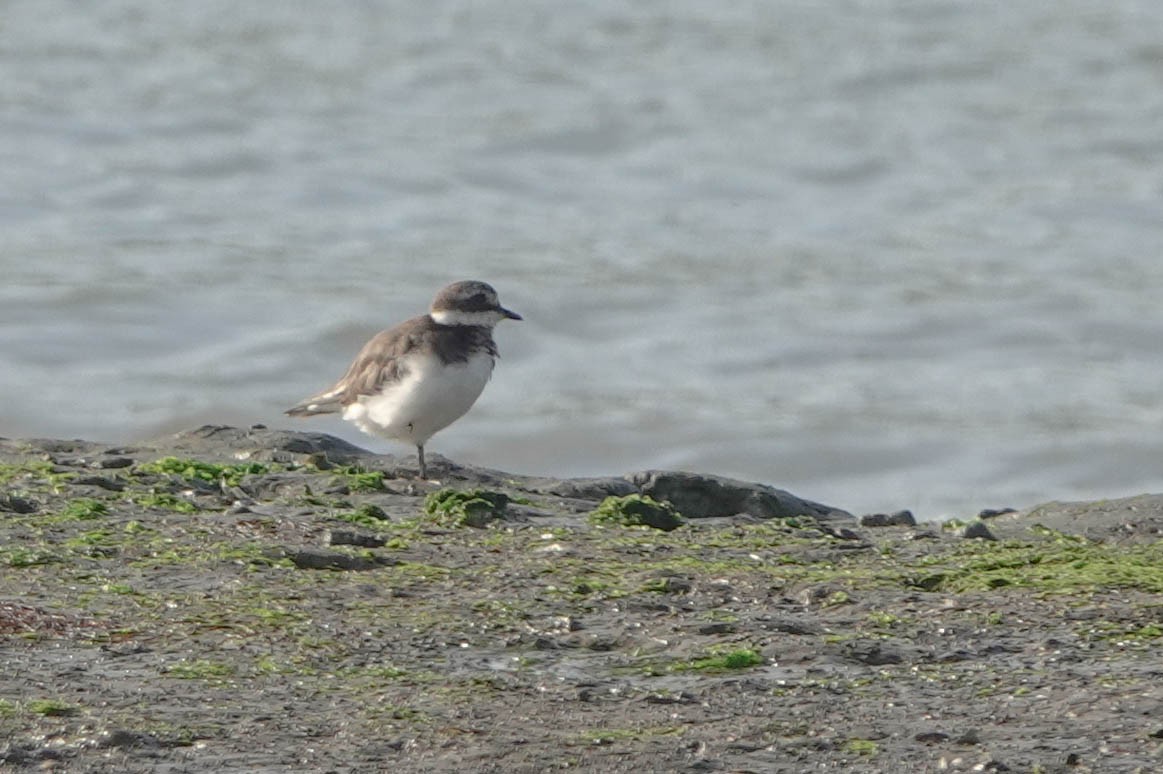 Common Ringed Plover - ML609705529