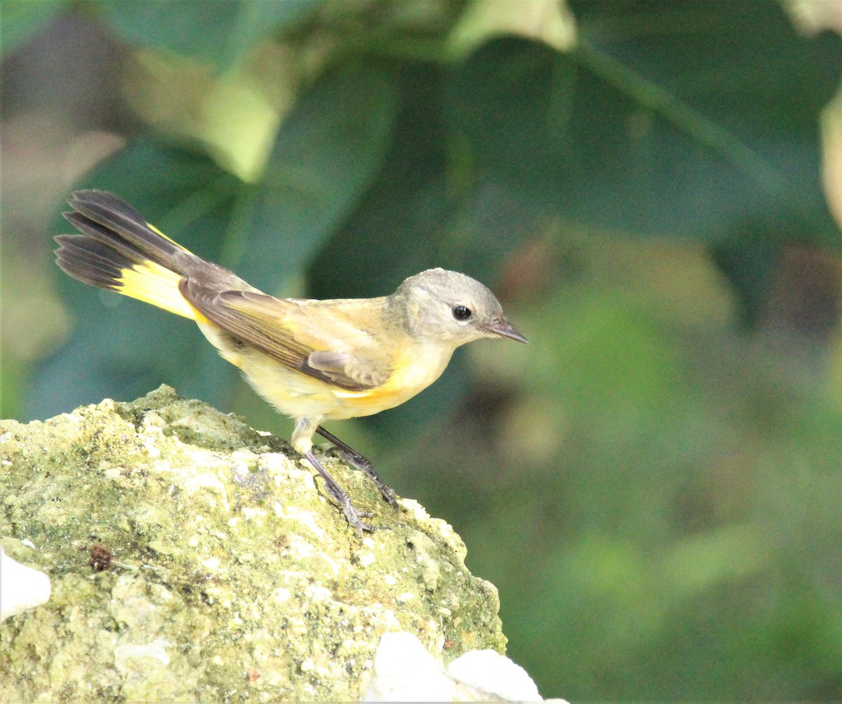 American Redstart - ML609705632