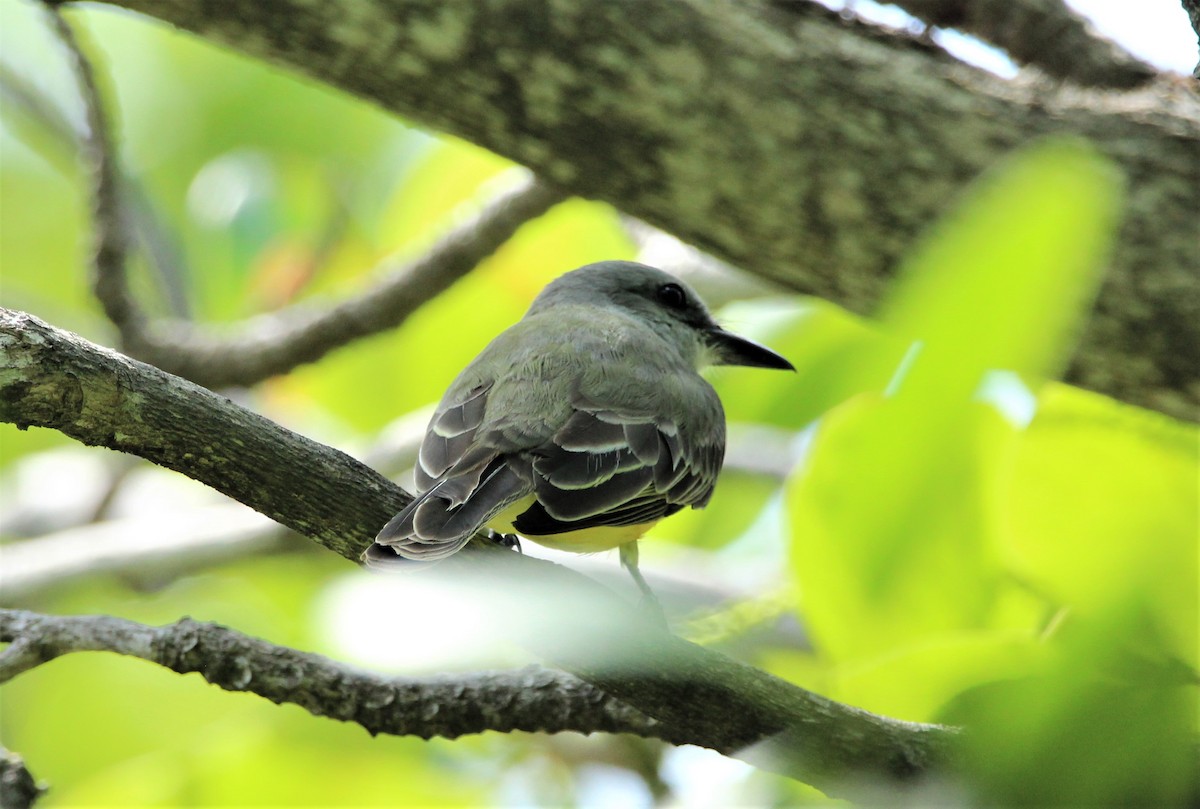 Couch's Kingbird - ML609705674