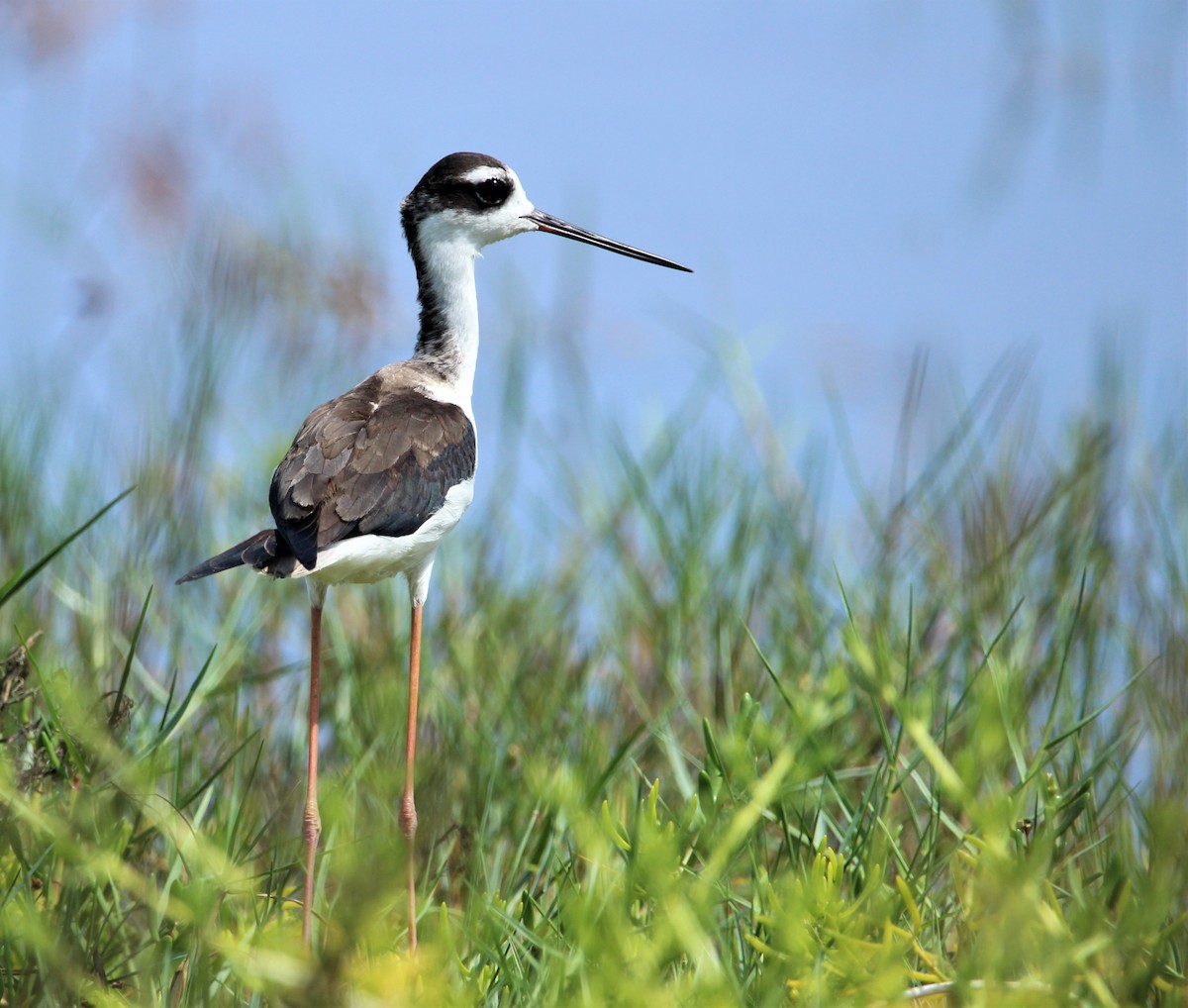 Black-necked Stilt - ML609705677