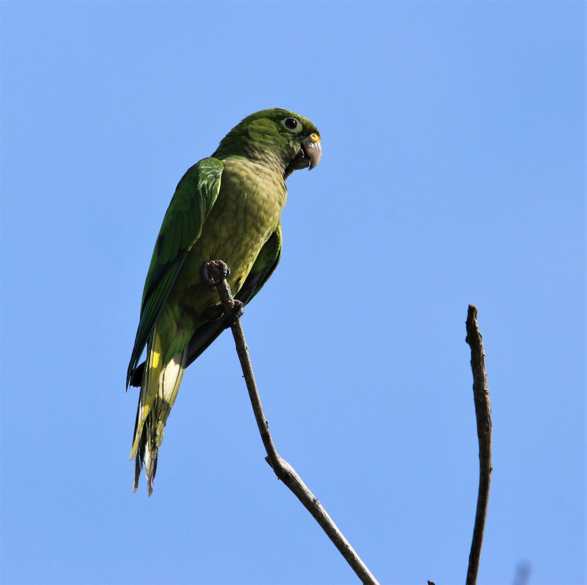 Olive-throated Parakeet - ML609705694