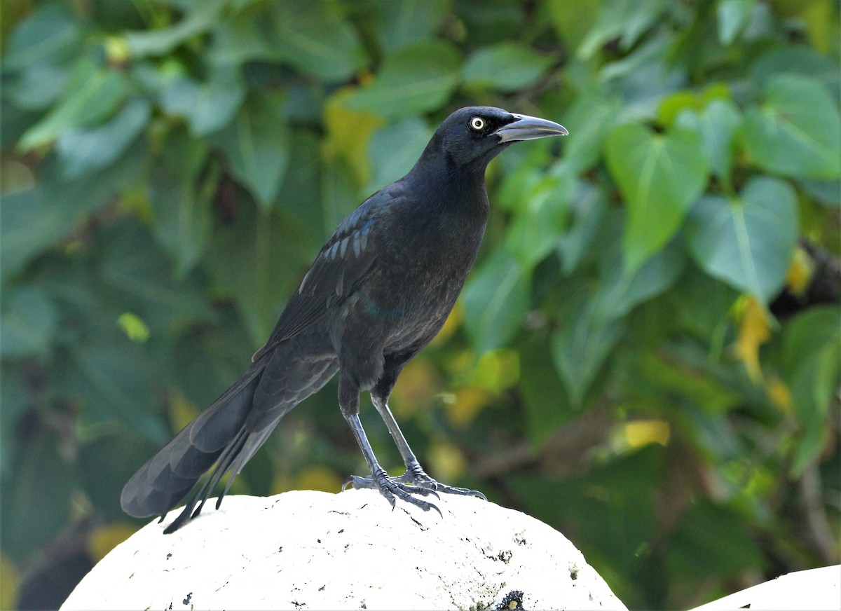 Great-tailed Grackle - ML609705709