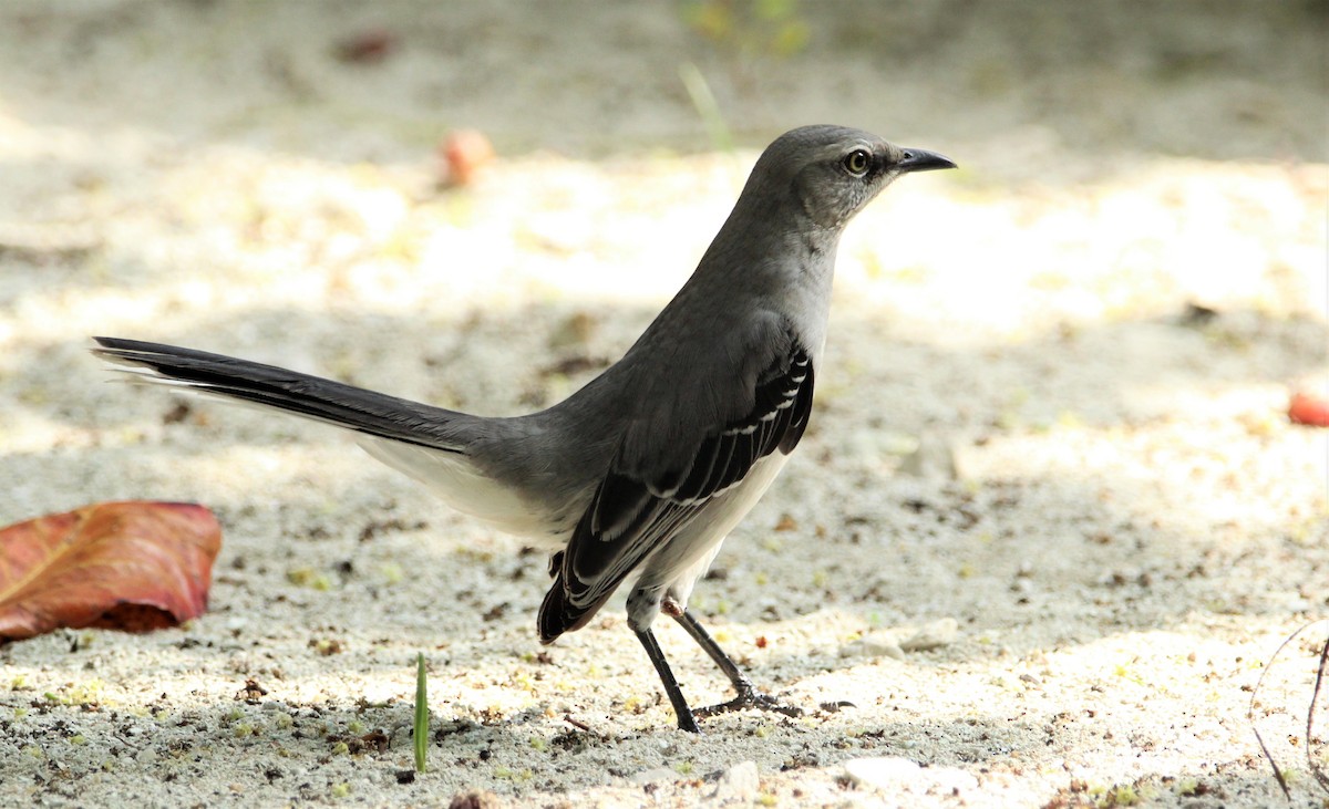 Tropical Mockingbird - ML609705714