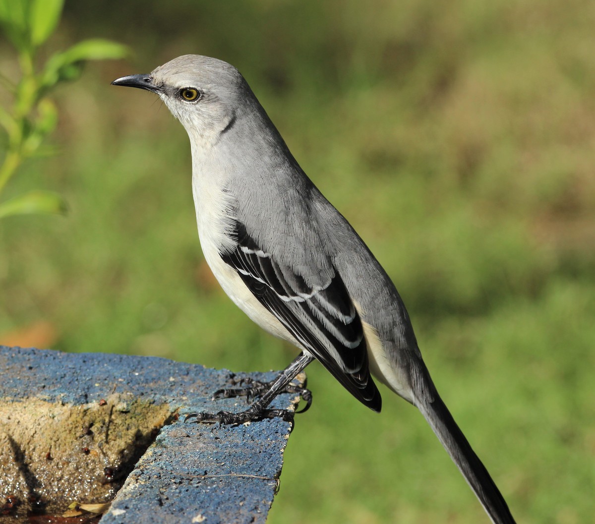 Tropical Mockingbird - ML609705715