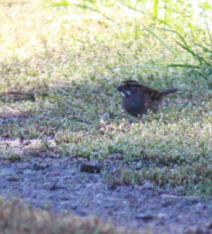 White-throated Sparrow - Larry Bennett