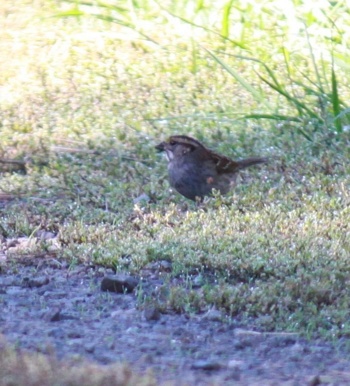 White-throated Sparrow - Larry Bennett