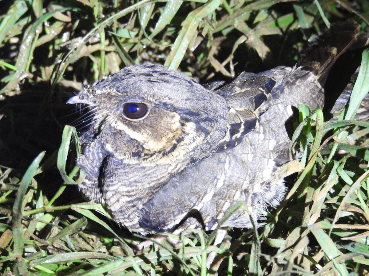 Common Pauraque - Jorge Alcalá