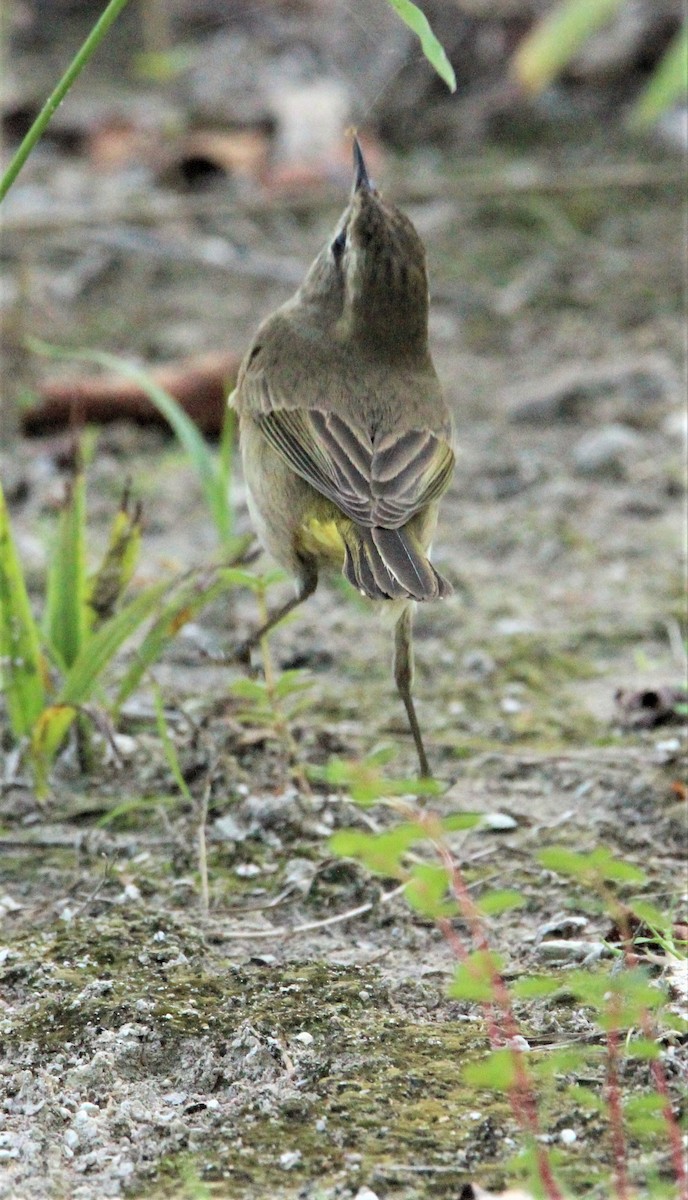 Palm Warbler - ML609705756